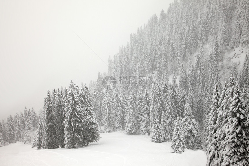 冬季森林场景风景爬坡木头辉光松树冻结树木滑雪薄雾图片