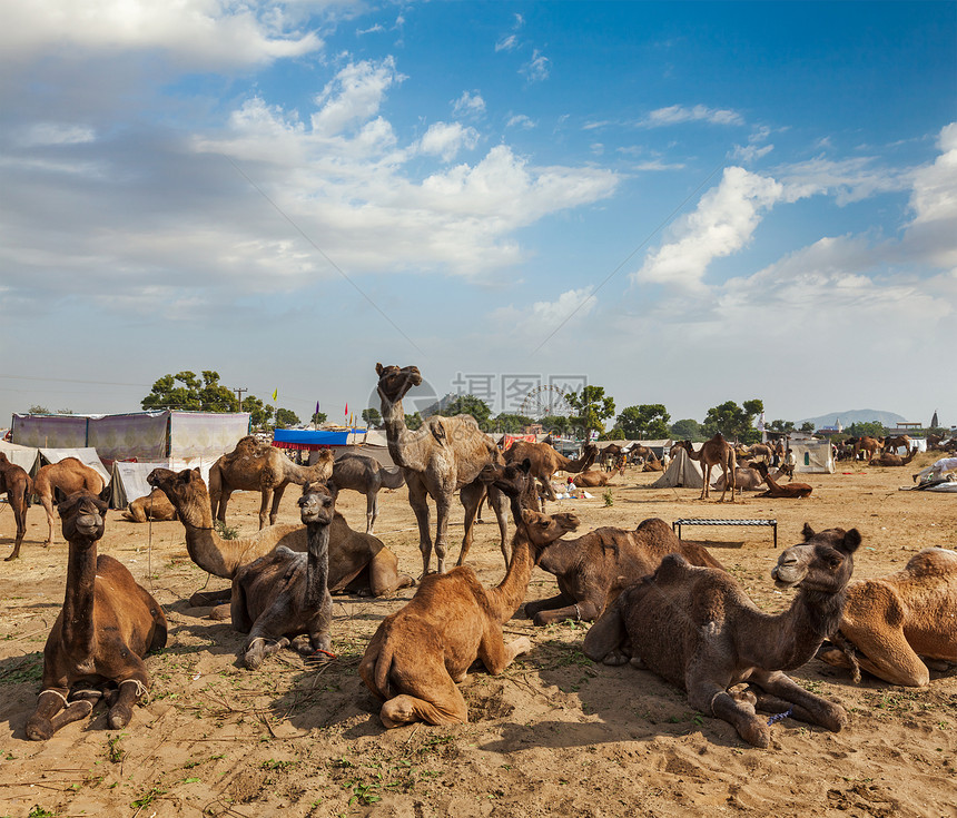 印度普什卡尔梅拉普什卡尔骆驼博览会节日骆驼娱乐交易动物博览会生物图片