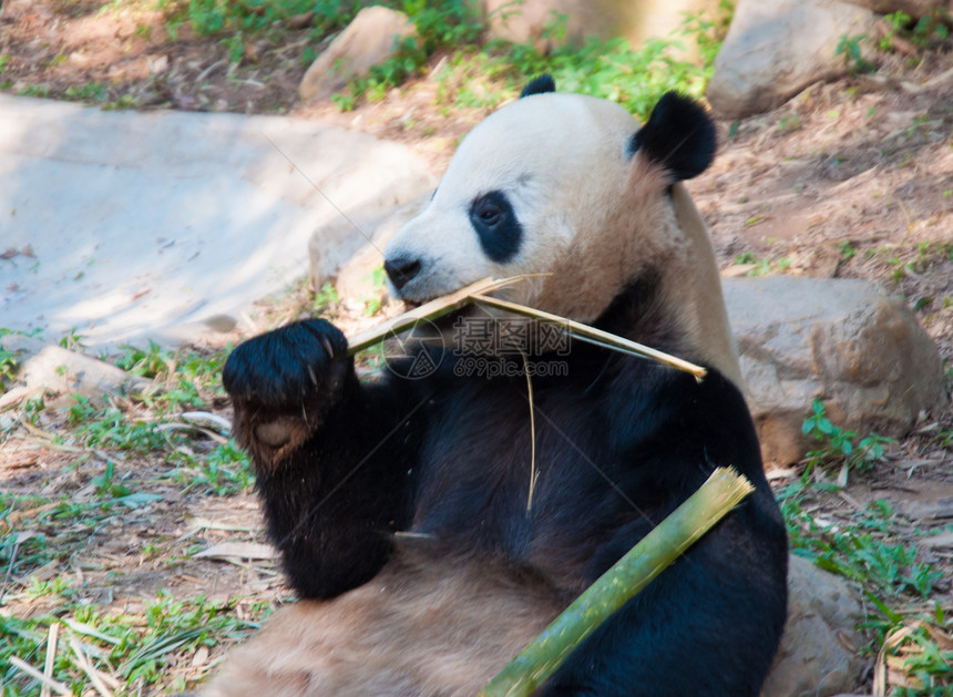 动物园公园毛皮白色竹子气候荒野草食性公园熊猫动物园野生动物图片
