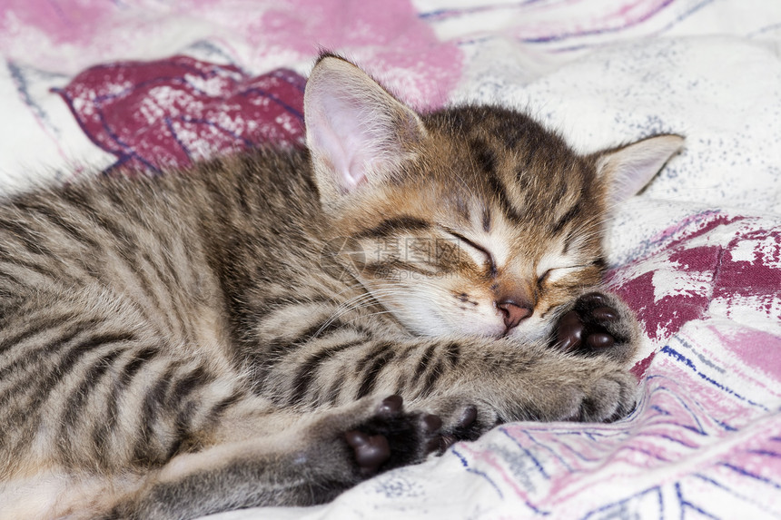 睡觉的猫睡眠新生哺乳动物瞌睡小动物小猫休息宠物动物小狗图片