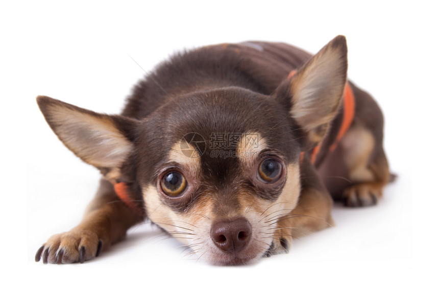 可爱的吉娃娃狗摄影纯种狗兽耳动物衣服影棚棕色衬衫图片
