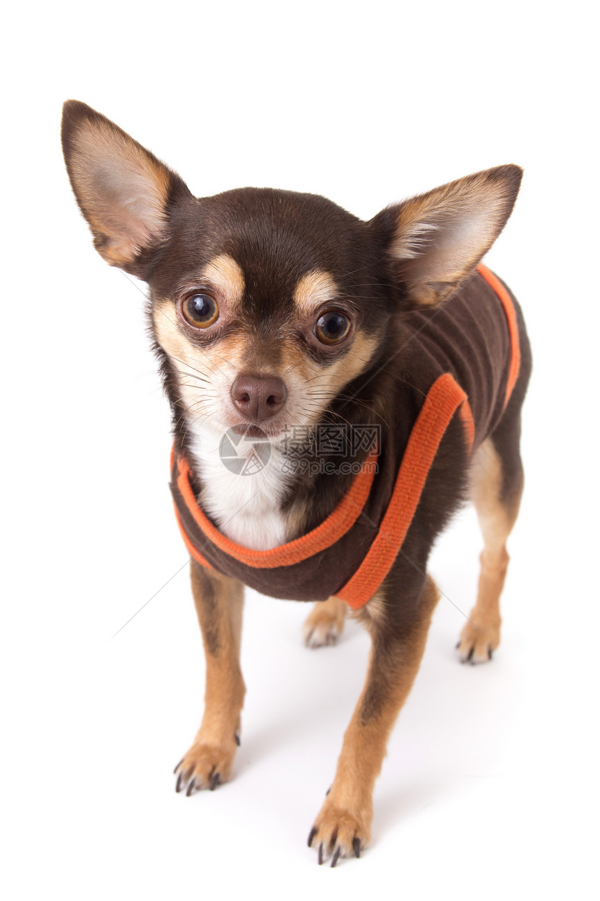 可爱的吉娃娃狗影棚衣服兽耳动物摄影棕色纯种狗衬衫图片