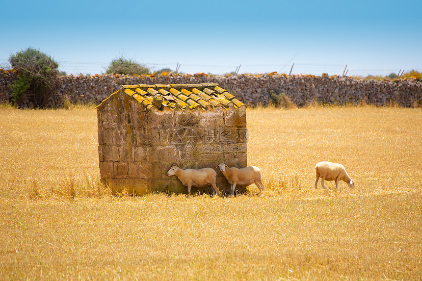 在金干草原上放牧的美诺卡羊群牧场羊毛农田哺乳动物家畜季节羊肉母羊场地草地图片
