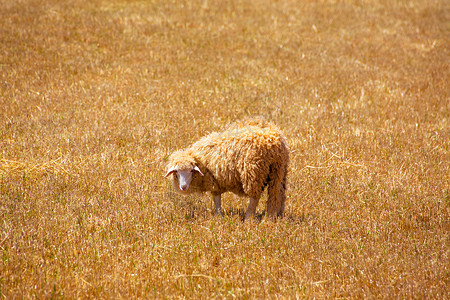 干煸羊肉在金干草原中放牧的美诺卡羊背景