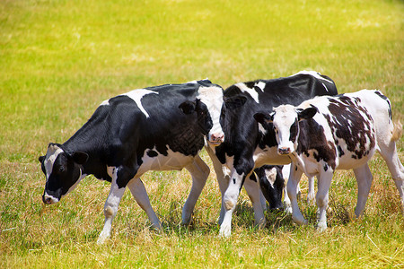 牛牛牛在绿草地放牧哺乳动物农田动物家畜植物国家小牛牛奶牛肉农村背景图片