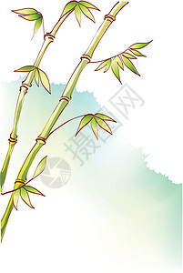绿竹茎叶子插图白色树干绿色热带背景图片