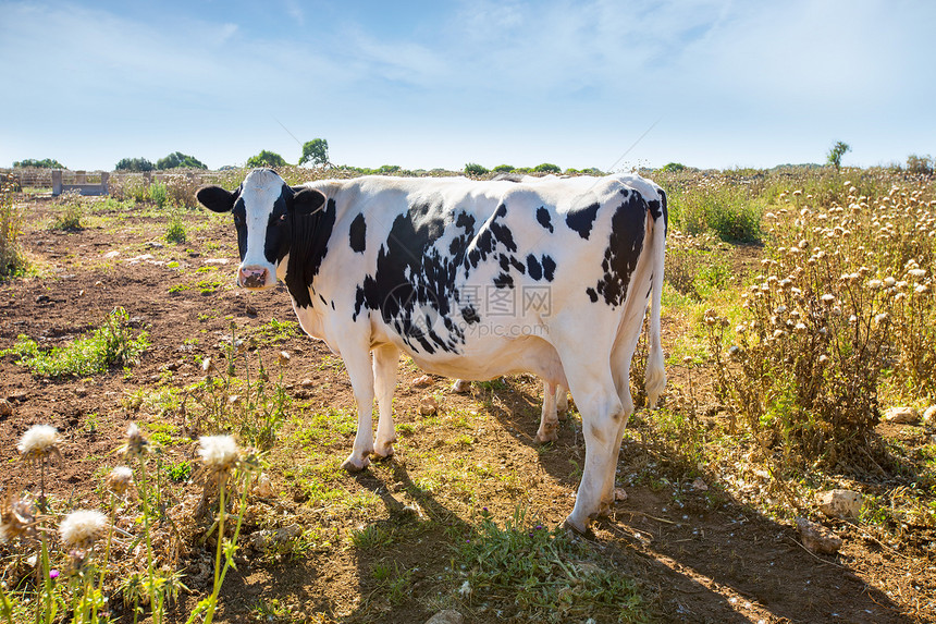 在附近放牧的油炸薯牛家畜植物农场牛肉场地国家食物哺乳动物乳房草地图片