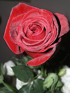 红玫瑰花和绿干背景图片
