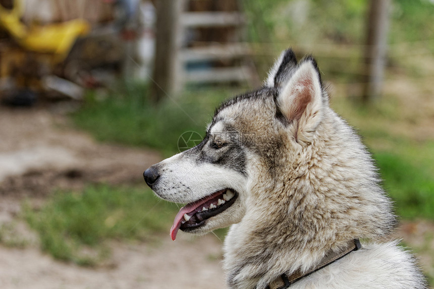 哈斯基狗耳朵宠物小狗雪橇蓝色鼻子动物眼睛犬类舌头图片