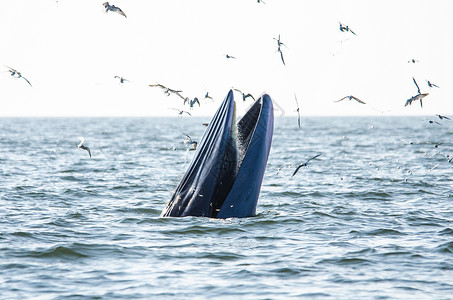 布氏鲸布莱德的鲸鱼喂养效力游泳动物海洋海鸥飞跃蓝色海上生活哺乳动物背景