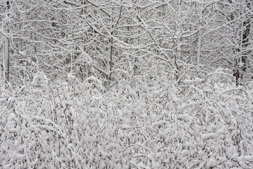 冬季森林白色树木场景天气冻结季节天空木头图片