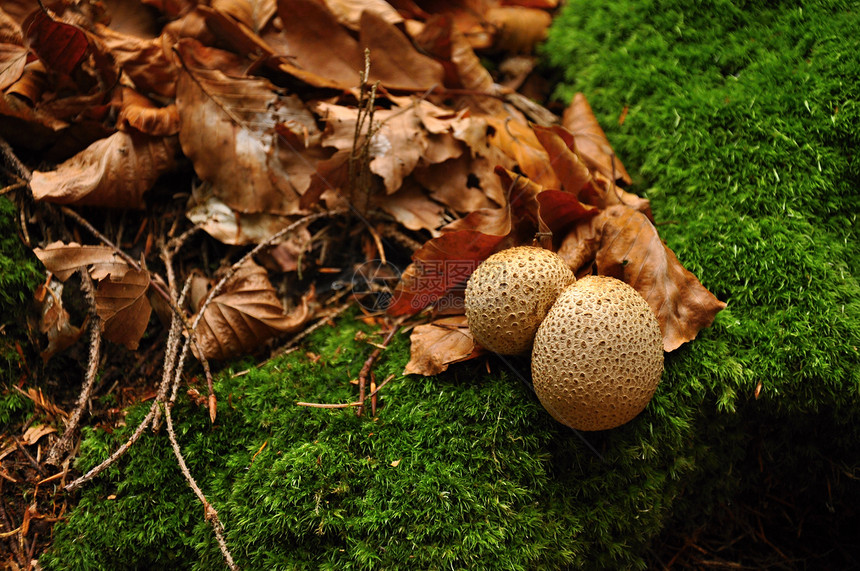 带绿苔草的多石矿地衣森林宏观林地植物架子菌类灵芝猪苓季节图片