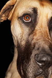 在黑背景上特写大丹麦语的密闭  label小狗眼神犬类犬科工作室哺乳动物宠物照片家养狗磨牙机凝视高清图片素材