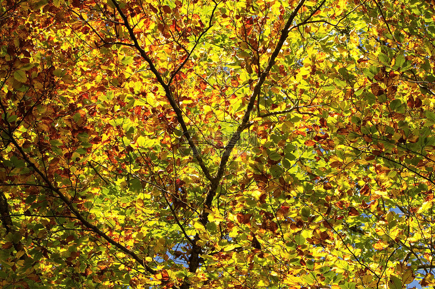 秋天树叶多彩图片