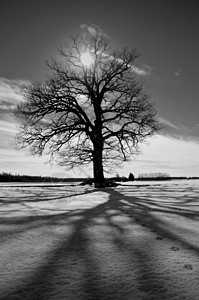 冬季田野和阳光上一只大橡树背景图片