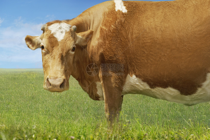 野外一头棕牛的侧面肖像图片