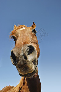 一匹棕色马对天的近视肖像蓝色哺乳动物天空草食性鬃毛鼻子动物背景图片
