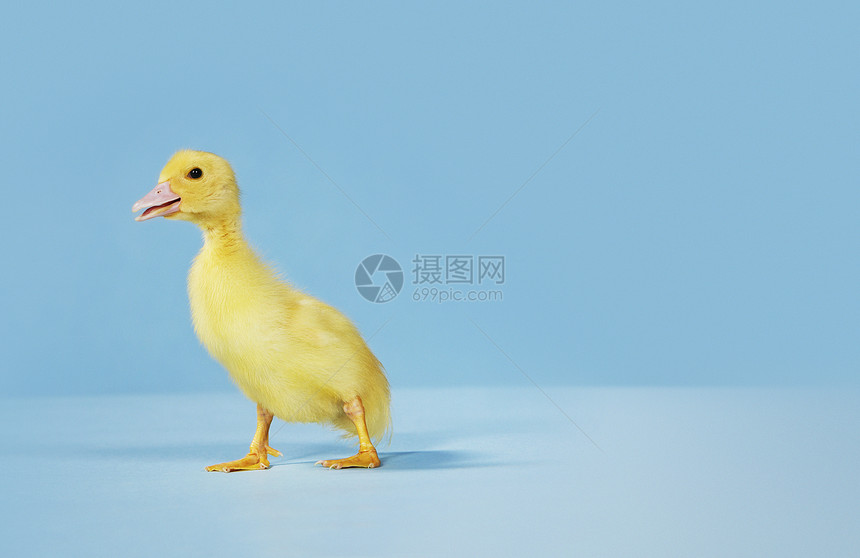 在蓝背景上跳下动物鸭子工作室小鸡蓝色家禽水平小鸭子婴儿图片