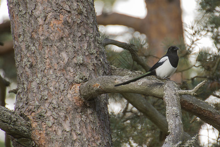 Eurasian 磁带 pica pica喜鹊黑色白色森林羽毛翅膀野生动物荒野乌鸦观鸟背景图片