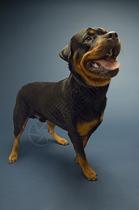全长的罗特韦勒人 紧紧粘在蓝底舌头上宠物犬类忠诚棕色工作室安全动物哺乳动物黑色警犬背景图片