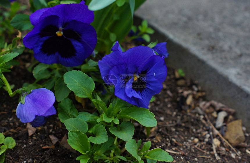 春天时间 第一个三色比奥拉花植物学生长紫色植物群中提琴蓝色天鹅绒晴天场地叶子图片