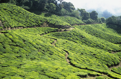 茶叶种植园绿色乡村命令小路农业山坡树木茶园农村茶树背景图片