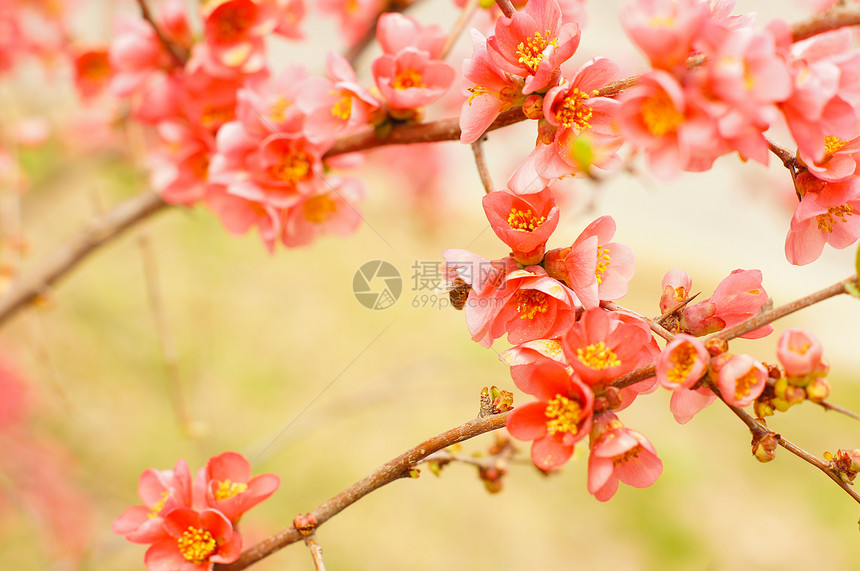 桃花开小指女孩花瓣迷你裙季节天空女士紫红色生长衬裙图片