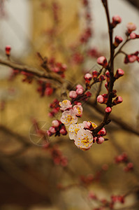 樱花花花瓣水果宏观压痛樱花花园植物柔软度投标季节背景图片