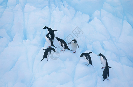 浮冰上企鹅企鹅在冰上攀登背景