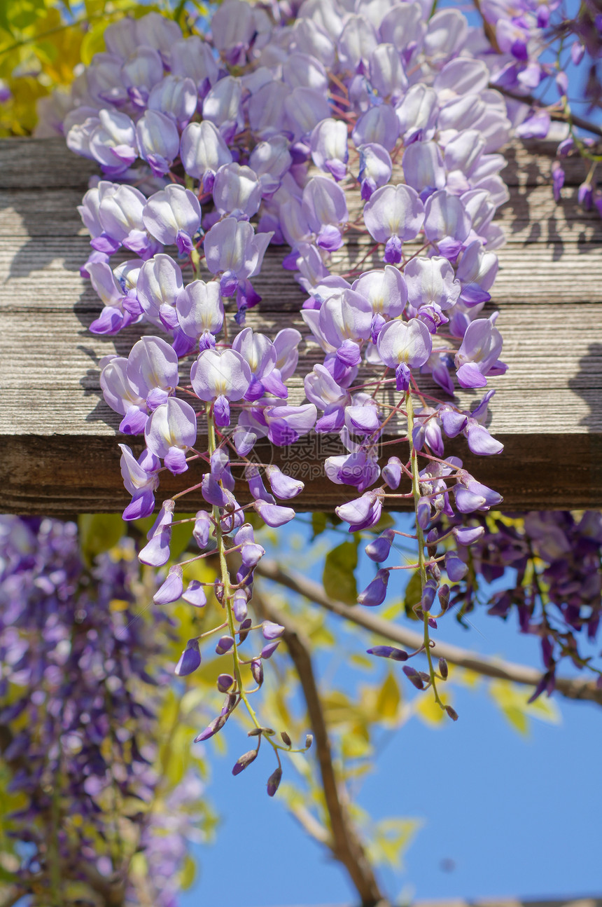 西部地区美丽气候文化紫色活力阳光花园薰衣草生长花朵图片
