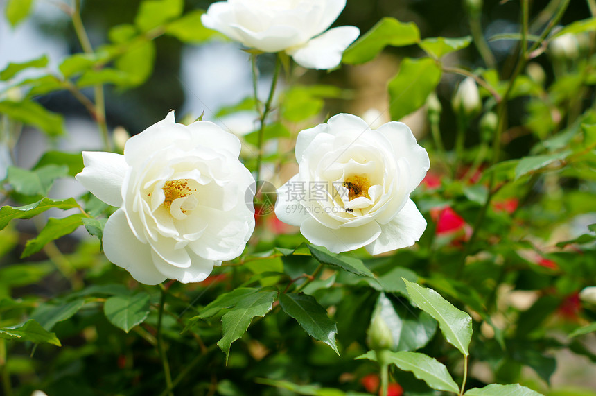 白玫瑰花石头花园玫瑰白玫瑰香水植物明信片植物学房子窗户图片