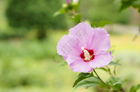 紧贴粉红色的碧花粉色花瓣荒野木槿紫色宏观生长尘世背景图片