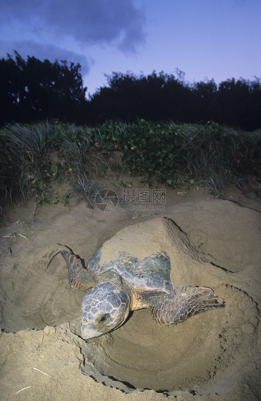 皮革背龟在海滩上筑巢图片