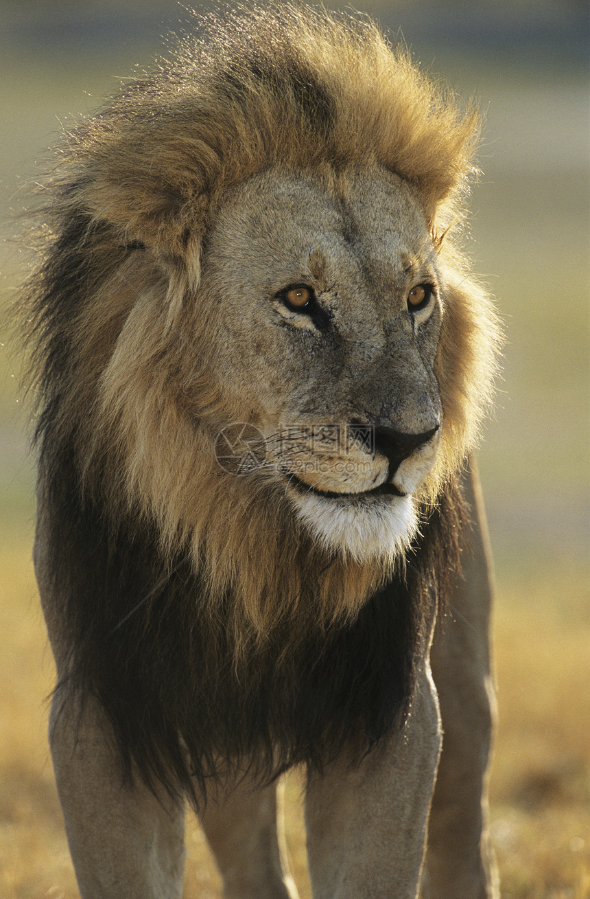 狮子雄狮领导哺乳动物毛皮野生动物鬃毛野猫兽面动物微笑环境图片