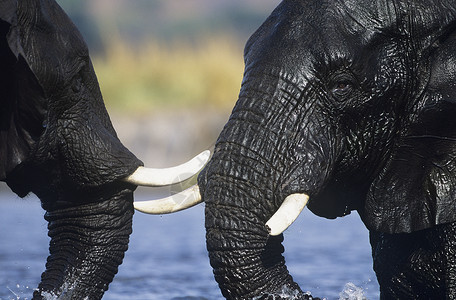 2个大象素材2种非洲大象(非洲洛克森多安)在水坑洗澡背景