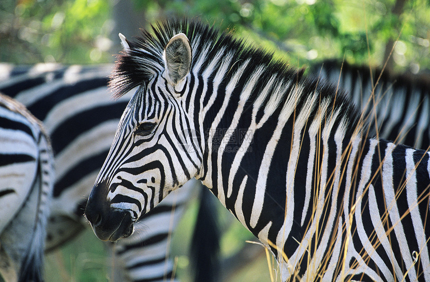 平原斑马前景黑与白哺乳动物动物条纹野生动物背景图片