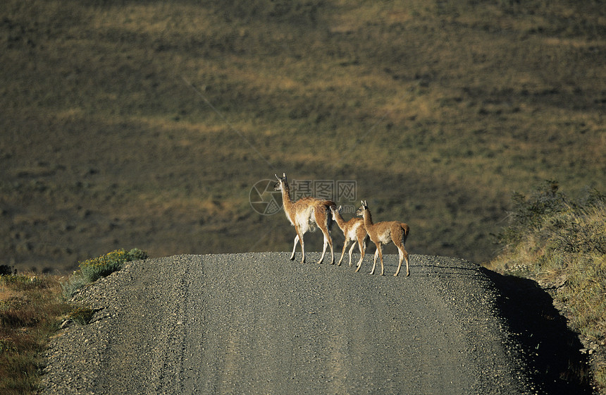 Llamas跨越农村公路图片