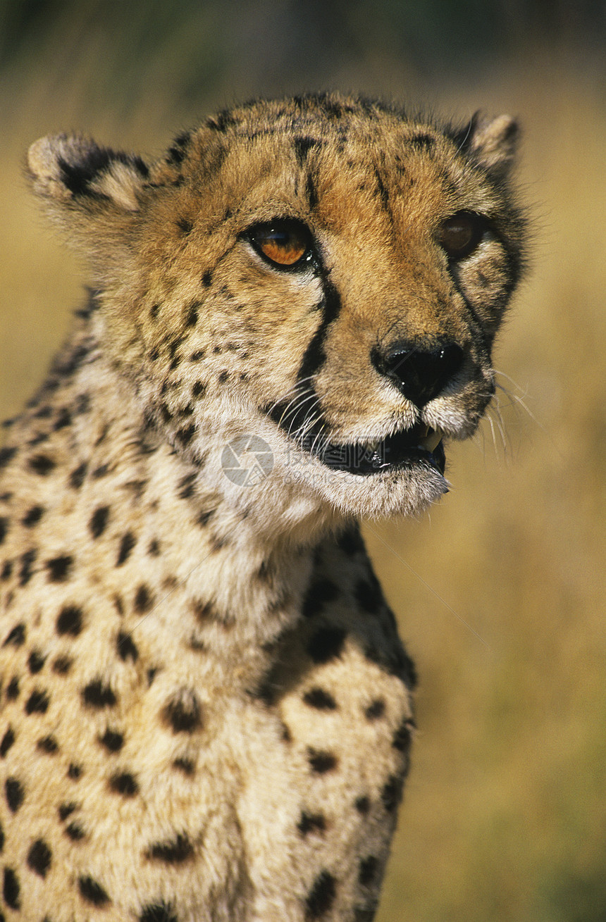 Cheetah(朱拜图斯尼诺火山)近身图片