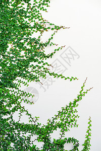 常春藤生长花园植物藤蔓绿色叶子卷须枝条背景图片