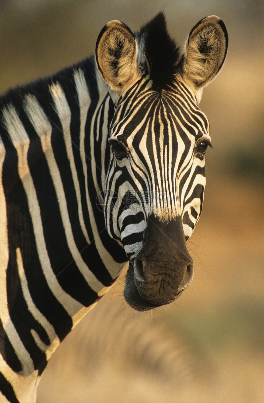 平原斑马黑与白条纹前景野生动物爆头哺乳动物动物图片