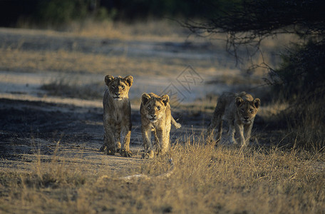 三只狮子在热带草原上捕猎背景图片