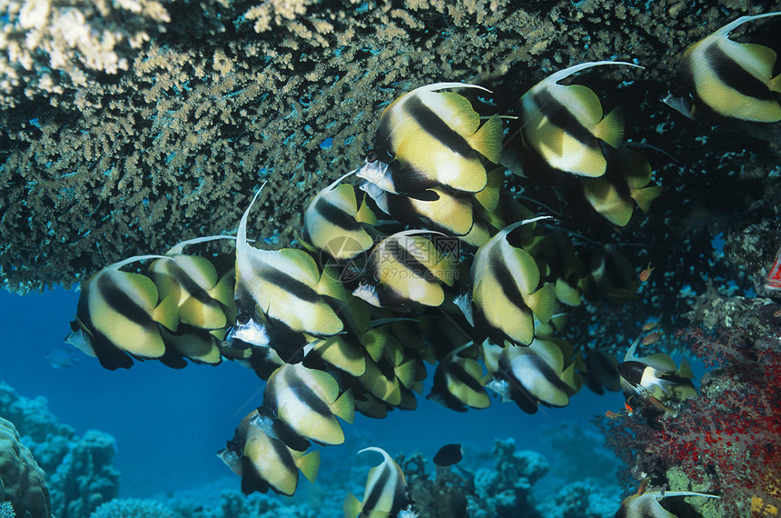 Angelfish珊瑚礁问题学校团体荒野世界场景刺猬摄影野生动物动物旗鱼图片