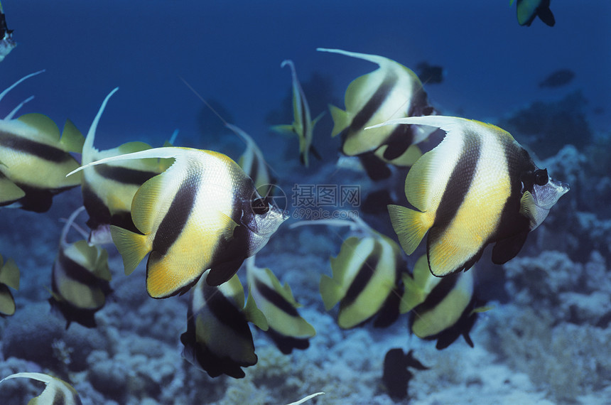 Angelfish珊瑚礁问题学校动物摄影团体荒野野生动物旗鱼世界刺猬场景图片