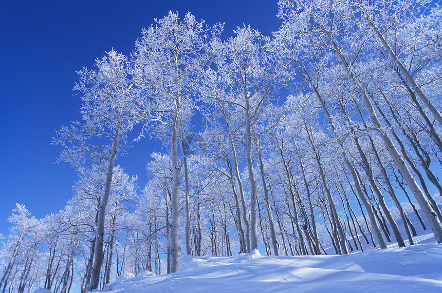 冰冻的雪覆盖树木低角度视图图片