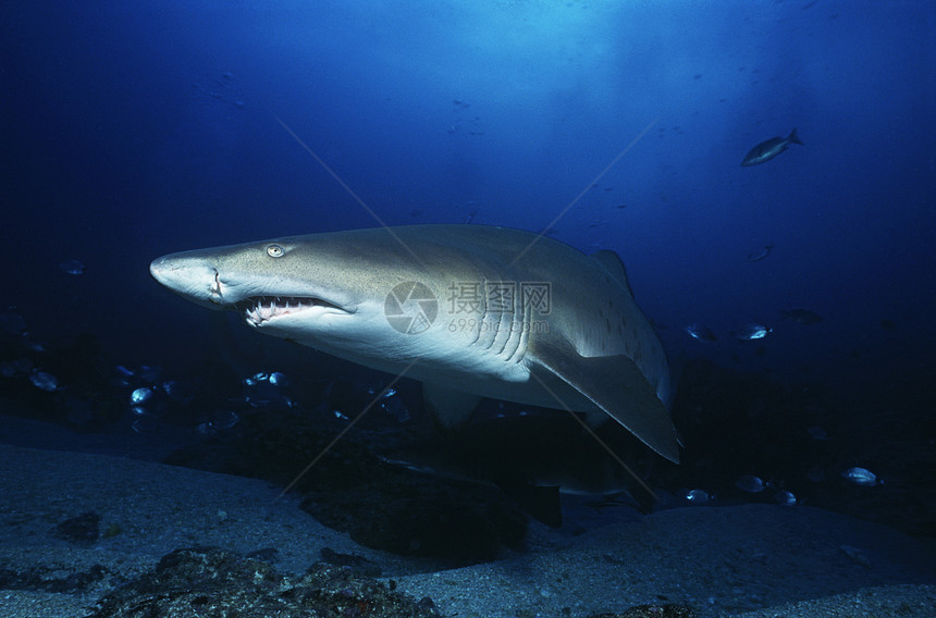 印度洋 南非沙虎鲨鱼图片