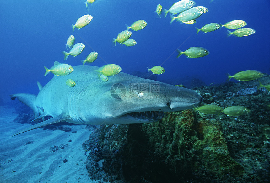 索德瓦纳湾印度洋 南非沙虎鲨鱼和金图片