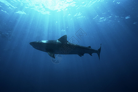 印度洋 南非杜斯基鲨鱼低角度视图背景图片