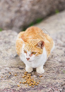 街头猫食食食物毛皮小猫哺乳动物石头头发街道岩石宠物漂亮的高清图片素材