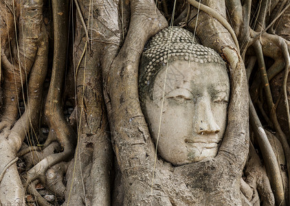 佛头在班扬树上宗教数字精神树干佛教徒废墟树根雕塑地标雕像背景图片