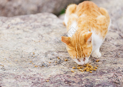 街头猫食食食物宠物小猫岩石头发石头街道毛皮哺乳动物可爱的高清图片素材